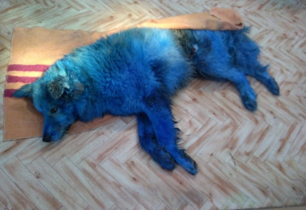 И синий пес смотрит на нас с синего неба: Покалеченная от рук подростков собака умерла в Тверской области