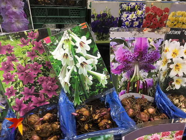 Покупка семян превратилась в лотерею: на садоводческих выставках в Москве процветает обман